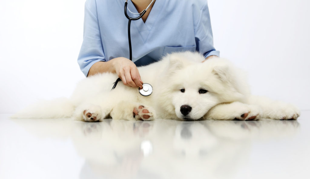 Pet Insurance